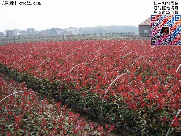 紅葉石楠--長(zhǎng)景園林 紅葉石楠--長(zhǎng)景園林