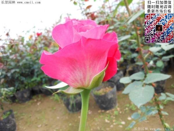 月季花 月季花