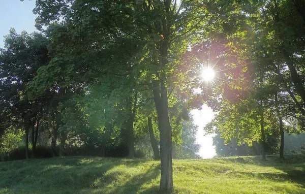 采購(gòu)綠化苗木 采購(gòu)綠化苗木