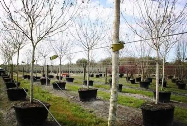 外國(guó)苗圃綠化苗木 外國(guó)苗圃綠化苗木