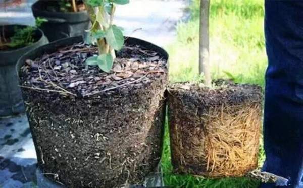 外國(guó)苗圃綠化苗木 外國(guó)苗圃綠化苗木