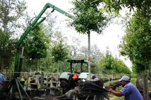 外國(guó)苗圃綠化苗木 外國(guó)苗圃綠化苗木