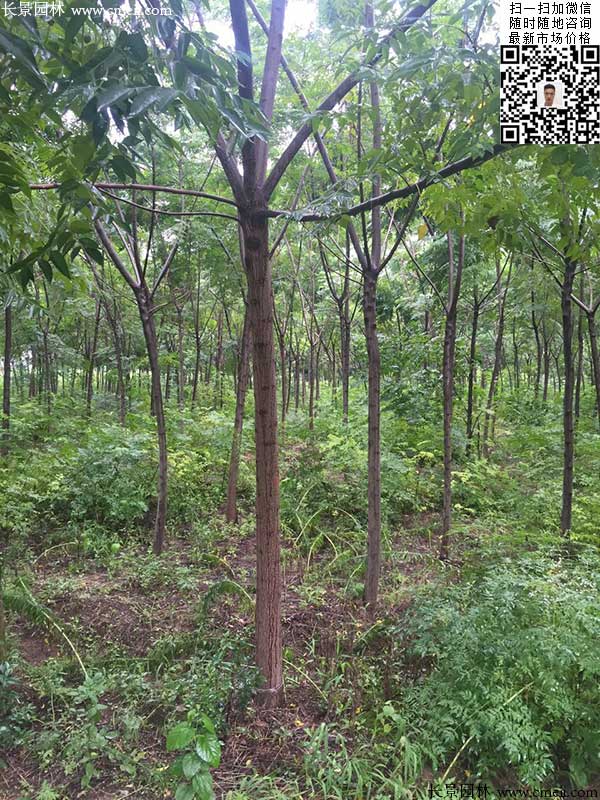 苦楝樹 苦楝樹