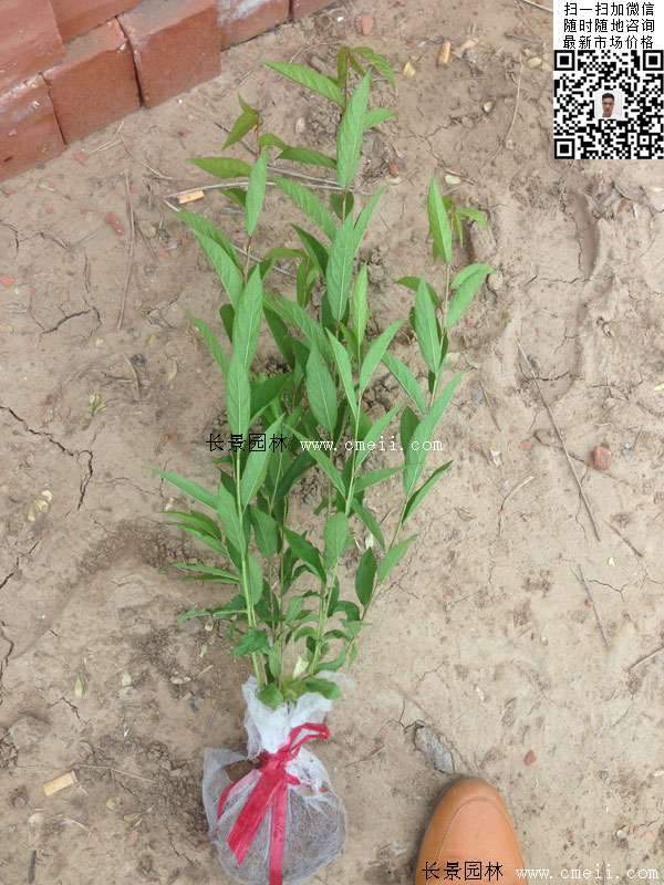 榆葉梅小苗 榆葉梅小苗