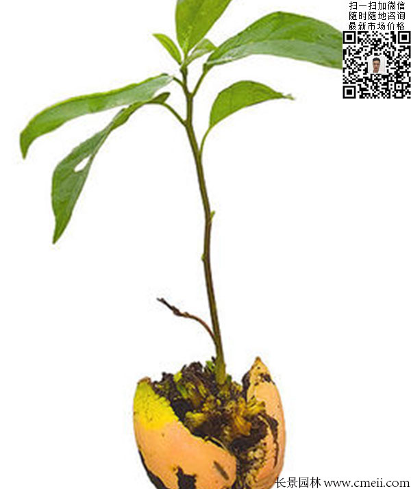 嫁接苗實生苗 嫁接苗實生苗