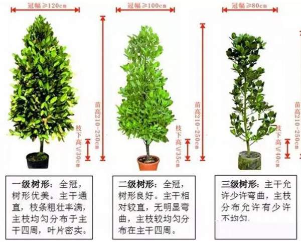 什么樣的苗木才算得上是優質苗