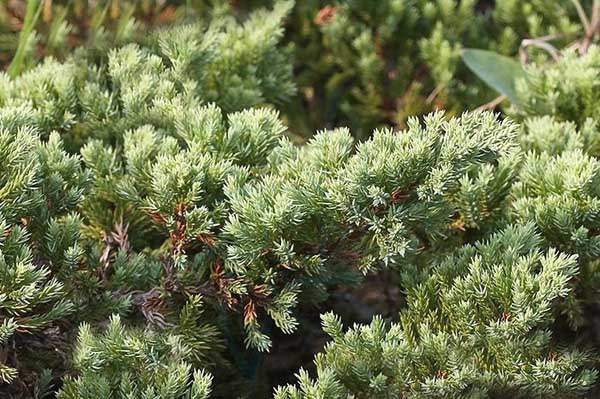 沙地柏和鋪地柏的區別？