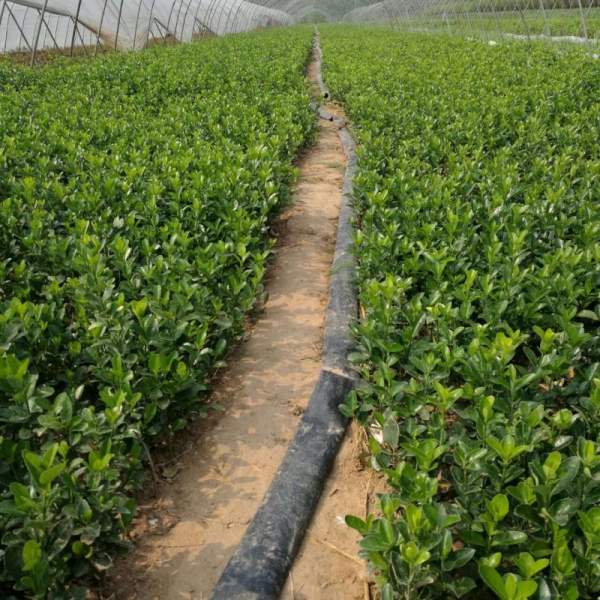 河南省大葉黃楊 河南省大葉黃楊