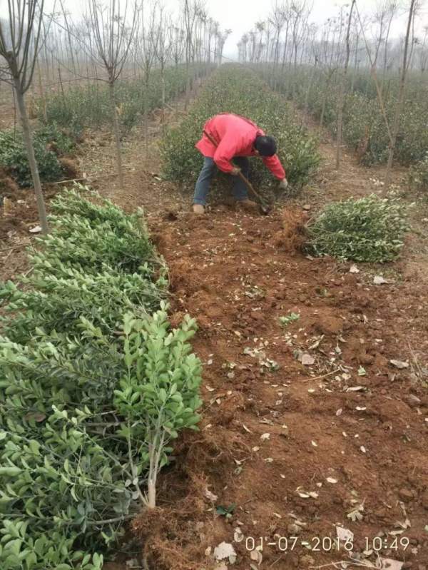 河南省大葉黃楊 河南省大葉黃楊