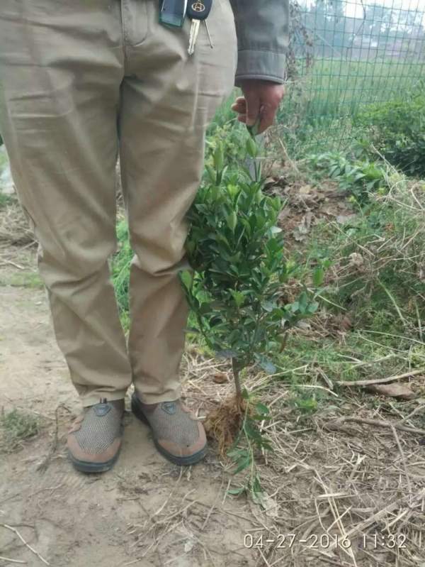 大葉黃楊苗 大葉黃楊苗