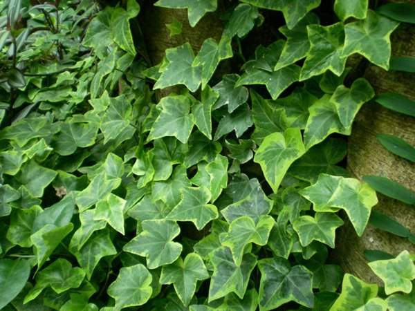 常春藤的栽培養護及管理注意事項 常春藤的栽培養護及管理注意事項