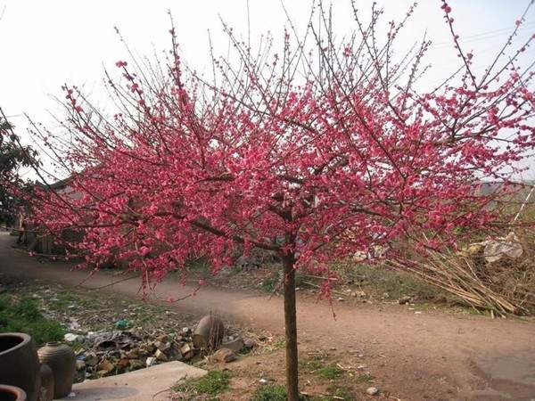 紅梅樹 紅梅樹