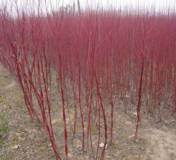 紅瑞木-長景園林 紅瑞木-長景園林