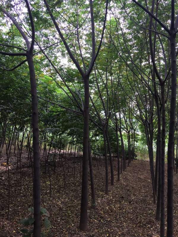 銷售7公分8公分苦楝樹 銷售7公分8公分苦楝樹