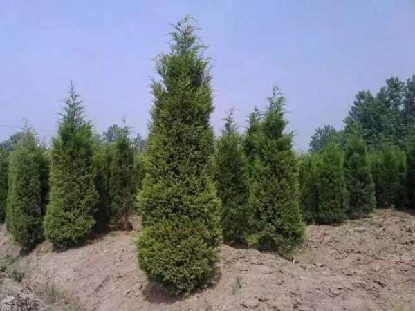 高度3米3.5米大蜀檜裝車_現場圖片 高度3米3.5米大蜀檜裝車_現場圖片