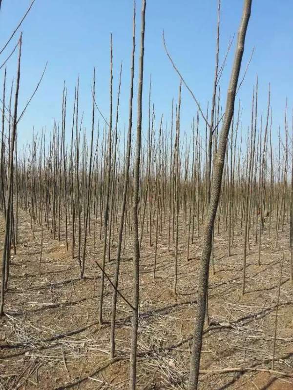 3公分4公分苦楝樹苗 3公分4公分苦楝樹苗