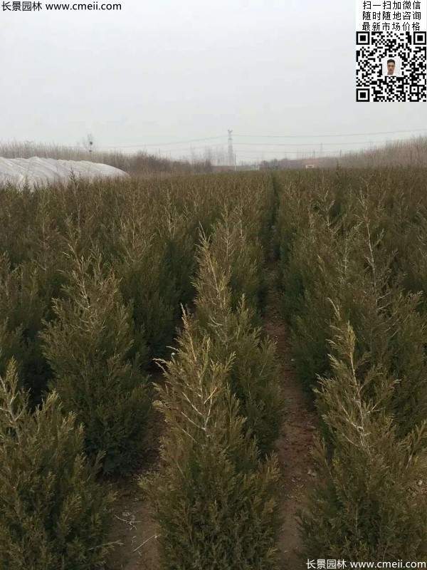 高度60公分70公分80公分蜀檜大量供應 高度60公分70公分80公分蜀檜大量供應