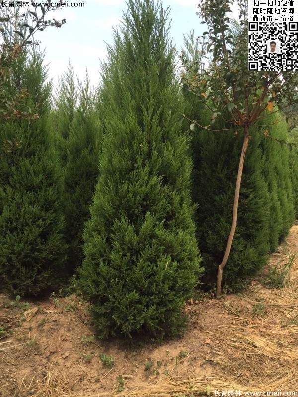 高度2.2米2.3米蜀檜大量供應(yīng)公路綠化植物 高度2.2米2.3米蜀檜大量供應(yīng)公路綠化植物