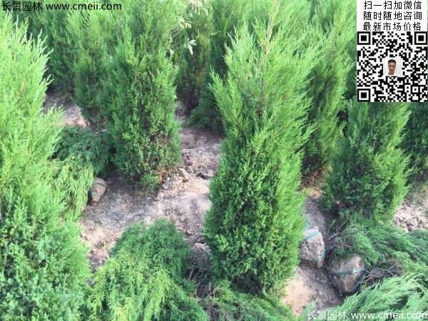 高度50公分60公分70公分蜀檜大量批發供應 高度50公分60公分70公分蜀檜大量批發供應