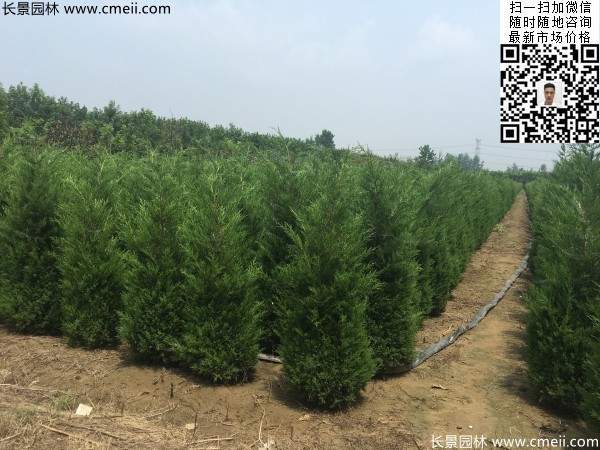 高度1米1.2米蜀檜精品苗優惠價格出售 高度1米1.2米蜀檜精品苗優惠價格出售