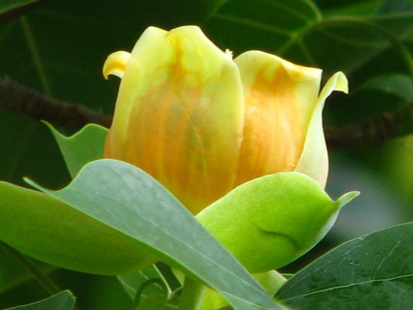 鵝掌楸基地鵝掌楸圖片 鵝掌楸基地鵝掌楸圖片