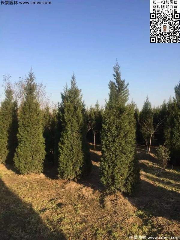 高度2.5米2.8米3米塔柏起苗現場圖片 高度2.5米2.8米3米塔柏起苗現場圖片