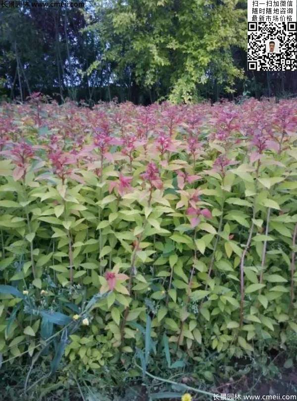 粉花繡線菊基地圖片