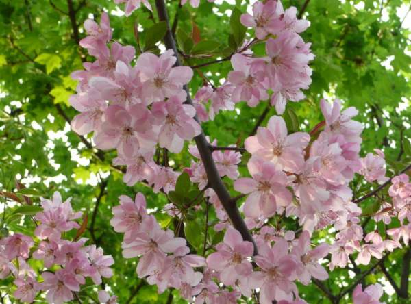 垂絲海棠 垂絲海棠