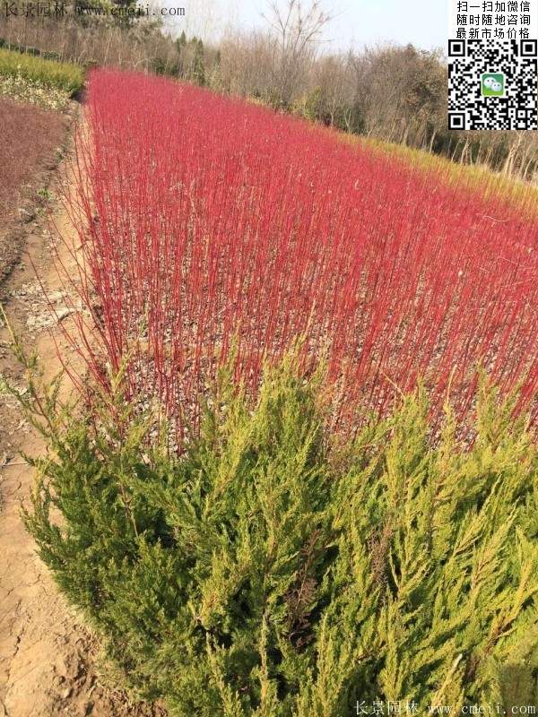 叢生紅瑞木 叢生紅瑞木