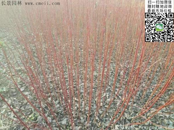 紅瑞木基地 紅瑞木基地