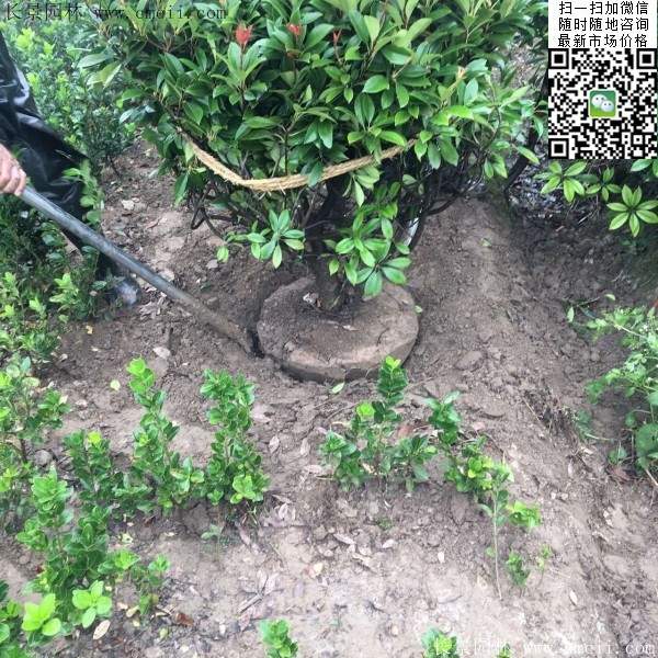 紅葉石楠--長(zhǎng)景園林 紅葉石楠--長(zhǎng)景園林