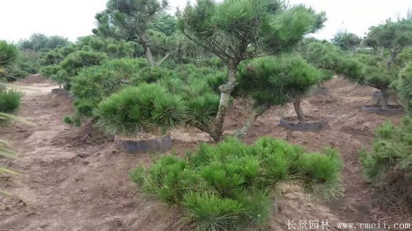 沭陽(yáng)精品黑松 沭陽(yáng)精品黑松