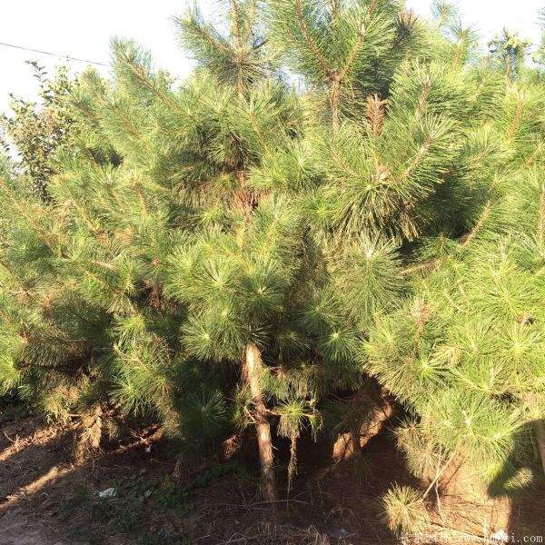 2016沭陽黑松樹的規格 2016沭陽黑松樹的規格