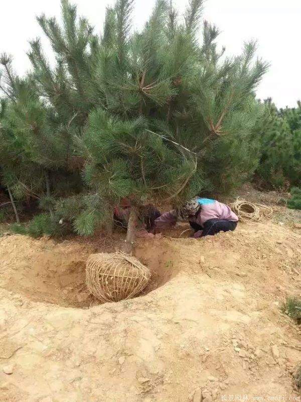 沭陽黑松苗 沭陽黑松苗