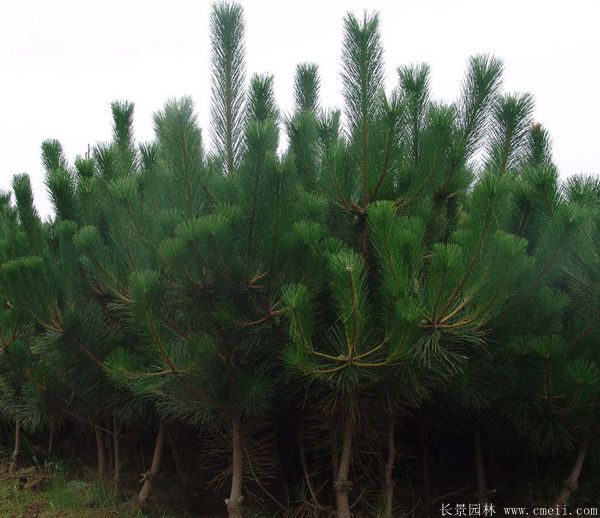 沭陽(yáng)黑松造型 沭陽(yáng)黑松造型