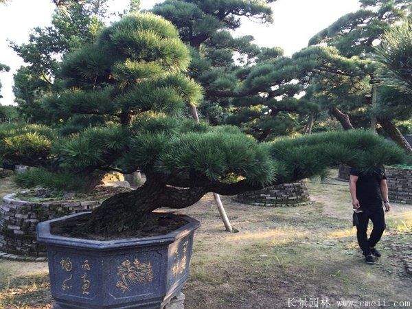 沭陽(yáng)黑松造型 沭陽(yáng)黑松造型