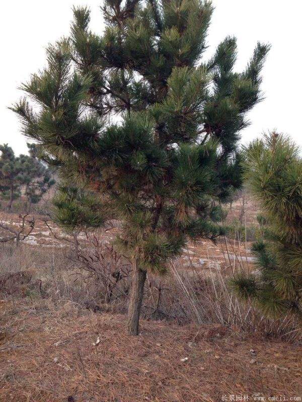 黑松移栽 黑松移栽