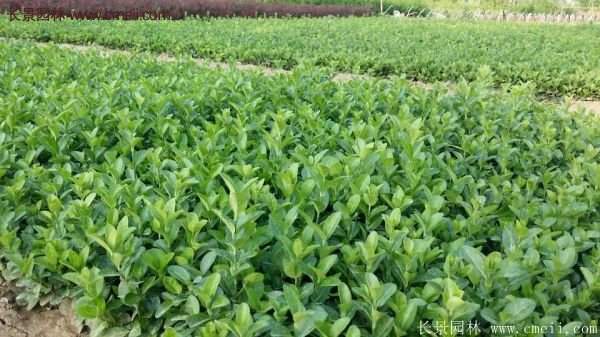 沭陽基地衛(wèi)矛球 沭陽基地衛(wèi)矛球