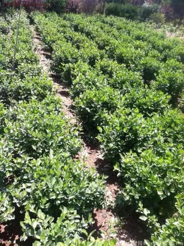 沭陽基地衛(wèi)矛球 沭陽基地衛(wèi)矛球