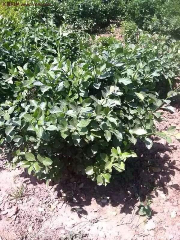 沭陽基地衛(wèi)矛球 沭陽基地衛(wèi)矛球