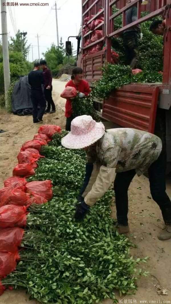 沭陽衛矛 沭陽衛矛