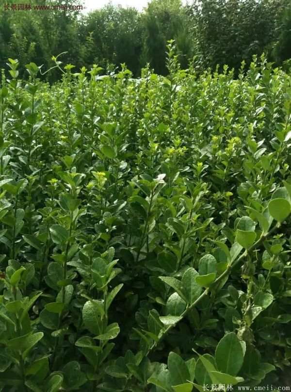 沭陽衛矛 沭陽衛矛