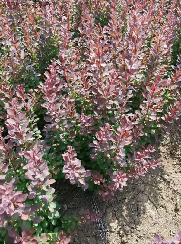 沭陽紅葉小檗苗 沭陽紅葉小檗苗