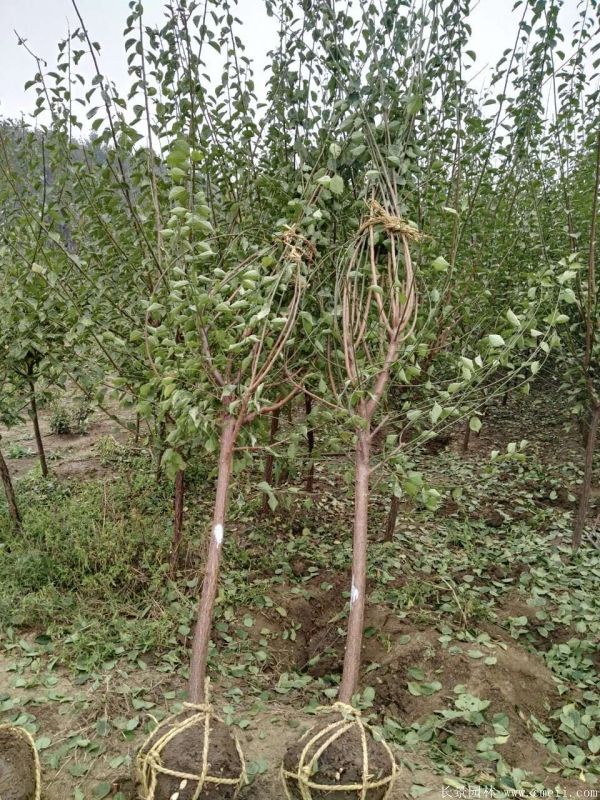 沭陽長景園林紅梅苗木 沭陽長景園林紅梅苗木