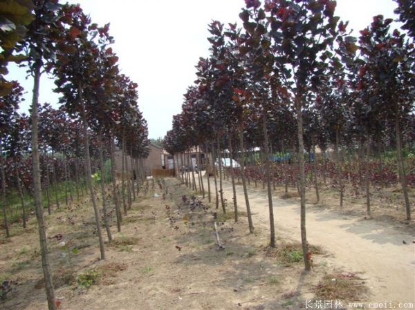 全紅楊基地全紅楊苗木圖片 全紅楊基地全紅楊苗木圖片