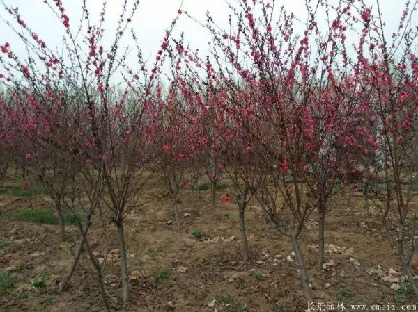 紅葉碧桃圖片紅葉碧桃基地實(shí)拍 紅葉碧桃圖片紅葉碧桃基地實(shí)拍