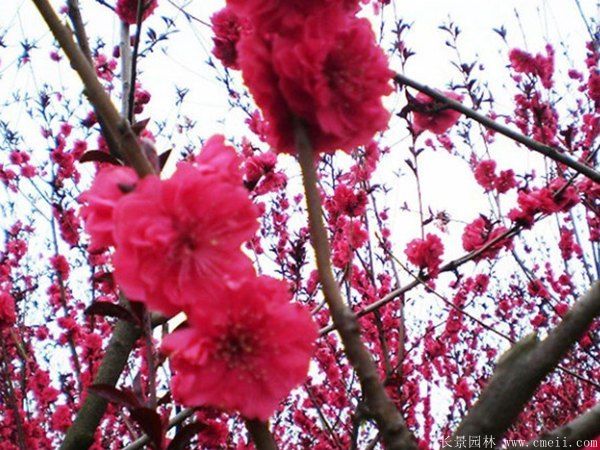 紅葉碧桃圖片紅葉碧桃基地實(shí)拍 紅葉碧桃圖片紅葉碧桃基地實(shí)拍