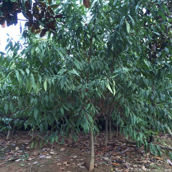 紅葉碧桃圖片紅葉碧桃基地實(shí)拍 紅葉碧桃圖片紅葉碧桃基地實(shí)拍