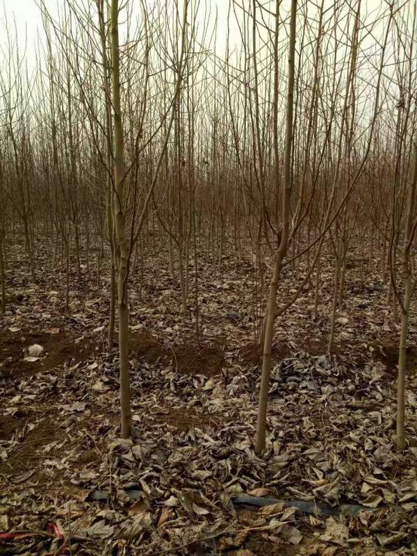 白玉蘭圖片白玉蘭基地實(shí)拍 白玉蘭圖片白玉蘭基地實(shí)拍