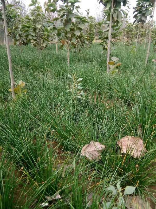 白玉蘭圖片白玉蘭基地實(shí)拍 白玉蘭圖片白玉蘭基地實(shí)拍